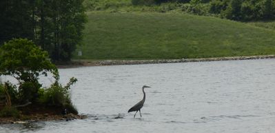 Big Bird
Photo of Crane.
